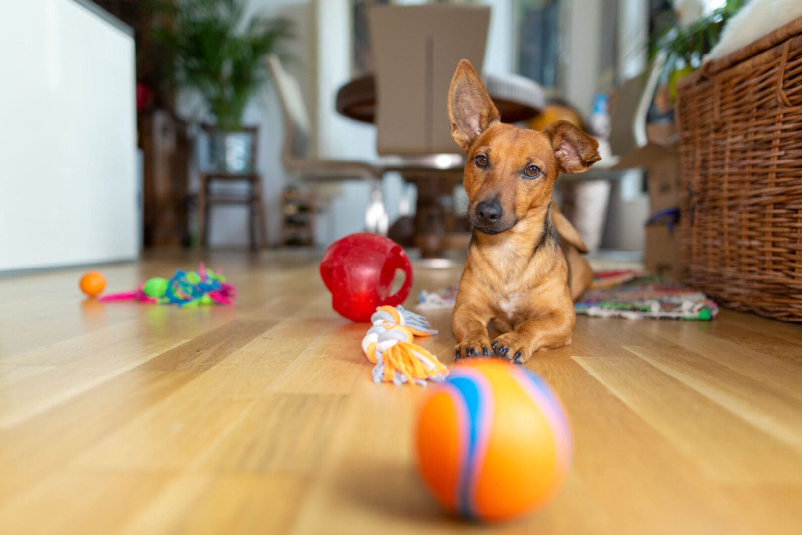 Dog lying on floor with colorful toys.