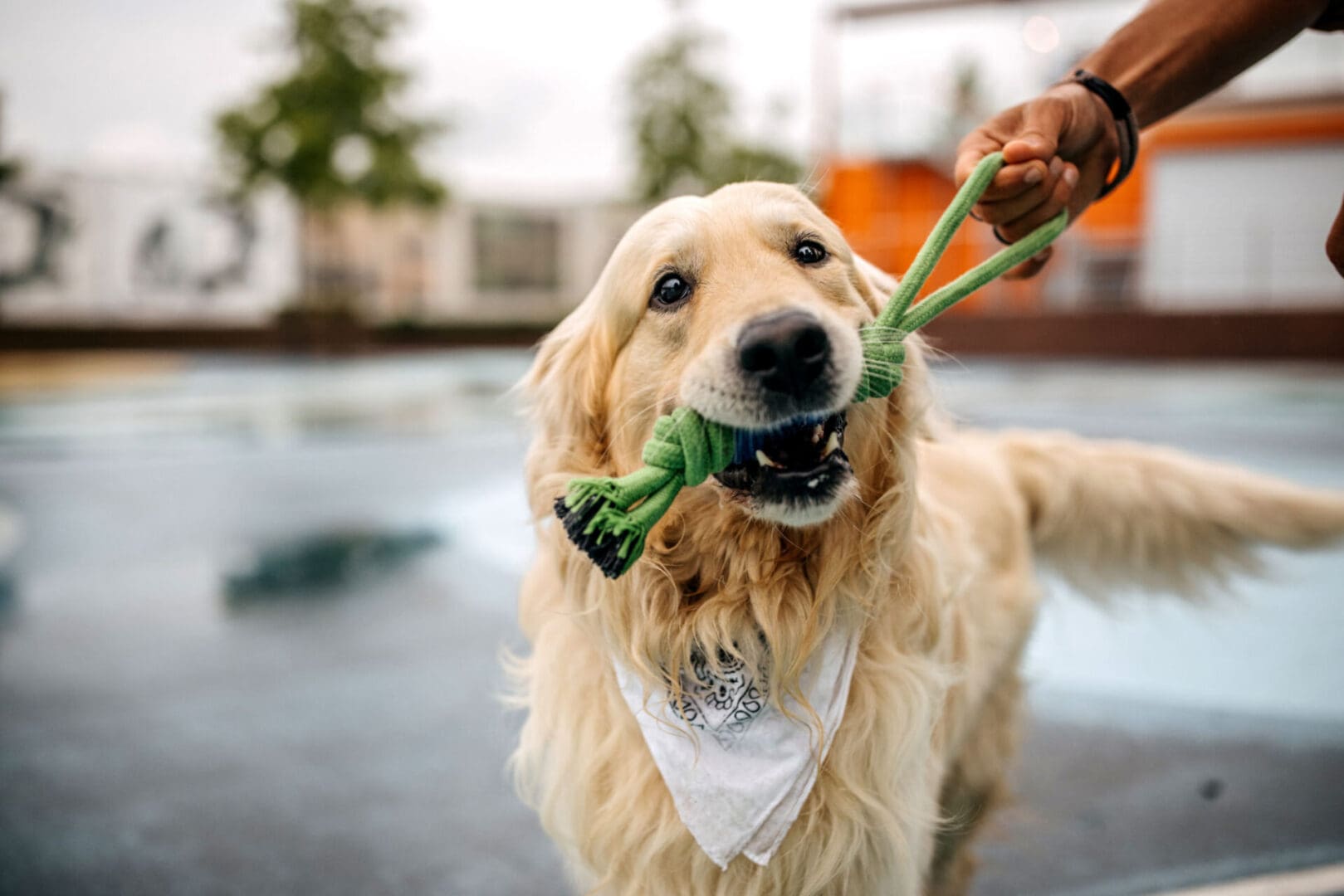 Golden retriever playing with a green toy.