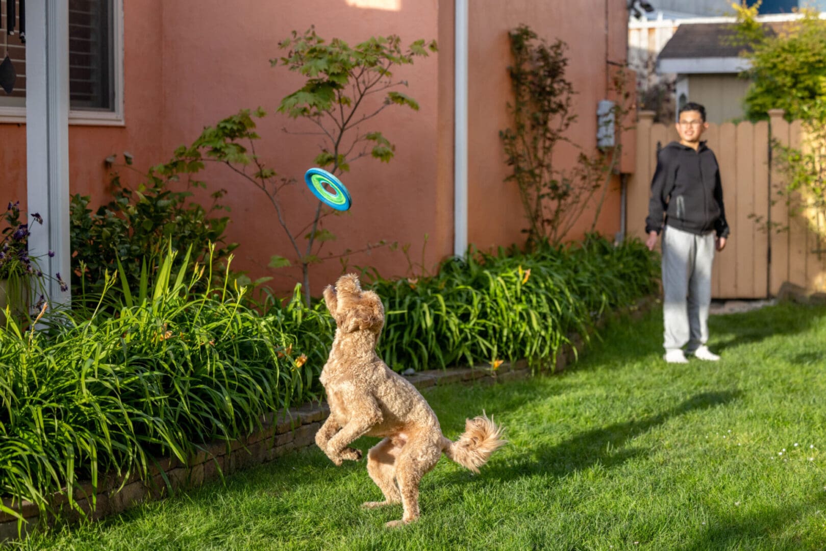 Dog catching frisbee in backyard with person.
