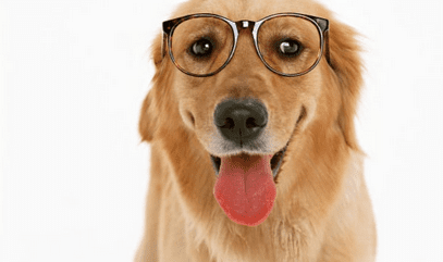 Dog Smarts