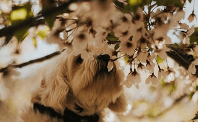 Flower Sniff