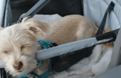 Sleeping Dog